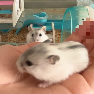 ジャンガリアンハムスターの里親さん募集中