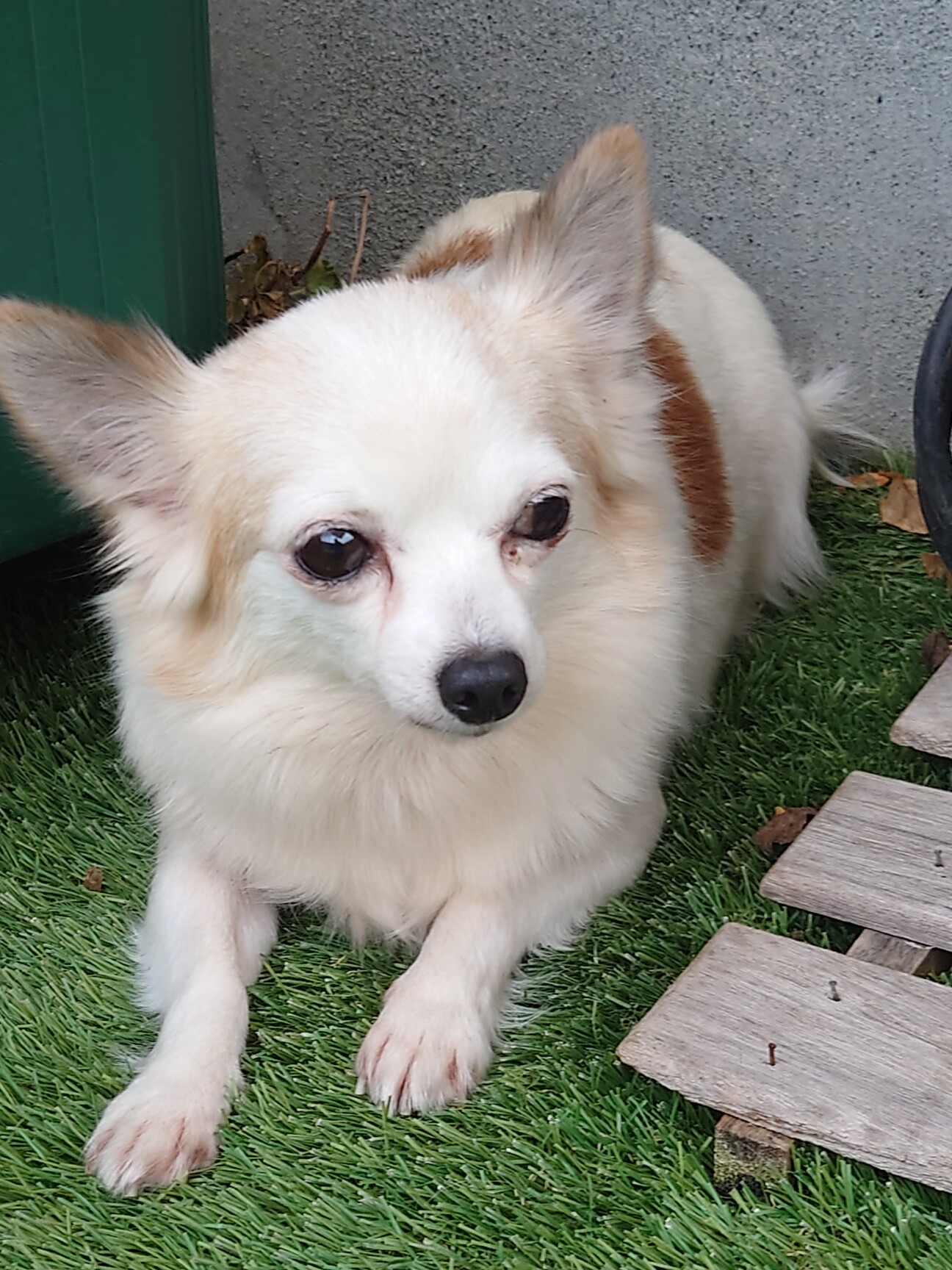 ビビリなチワワめめちゃん」栃木県 - 犬の里親募集(508722) :: ペット