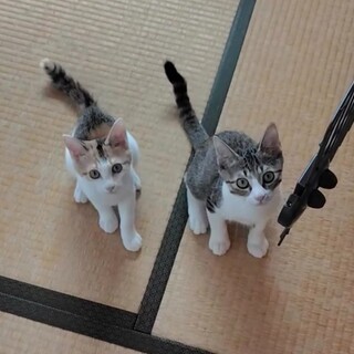 人慣れ頑張ってます♡アイドル級兄妹