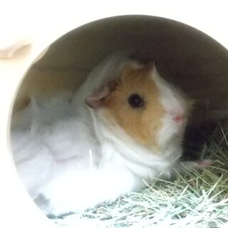 アビシニアンモルモットの女の子です