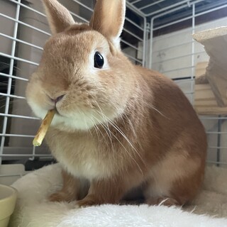 1歳の元気な男の子です。