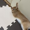 1歳の元気な男の子です。 サムネイル3