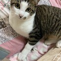 可愛いキジシロくん