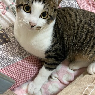 可愛いキジシロくん