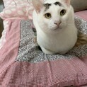 穏やかなで優しい福ちゃん