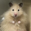 ロングヘアハムスター　ゴールデン