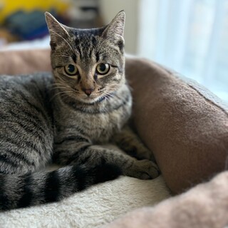 最初は慎重派だけどナデナデ大好き♡さなちゃん