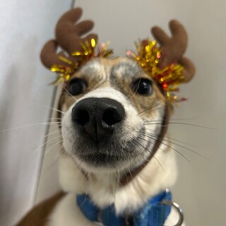 ワンコ大好き☆ベニエちゃん