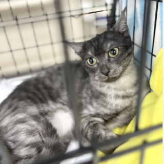 珍しいブラックスモーク色柄慣れてる女子❤️チャコ