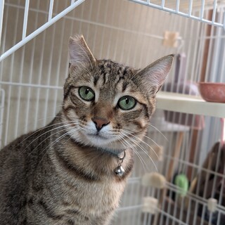 人慣れ元気な男の子 、ご年配の方でも飼育出来ます！