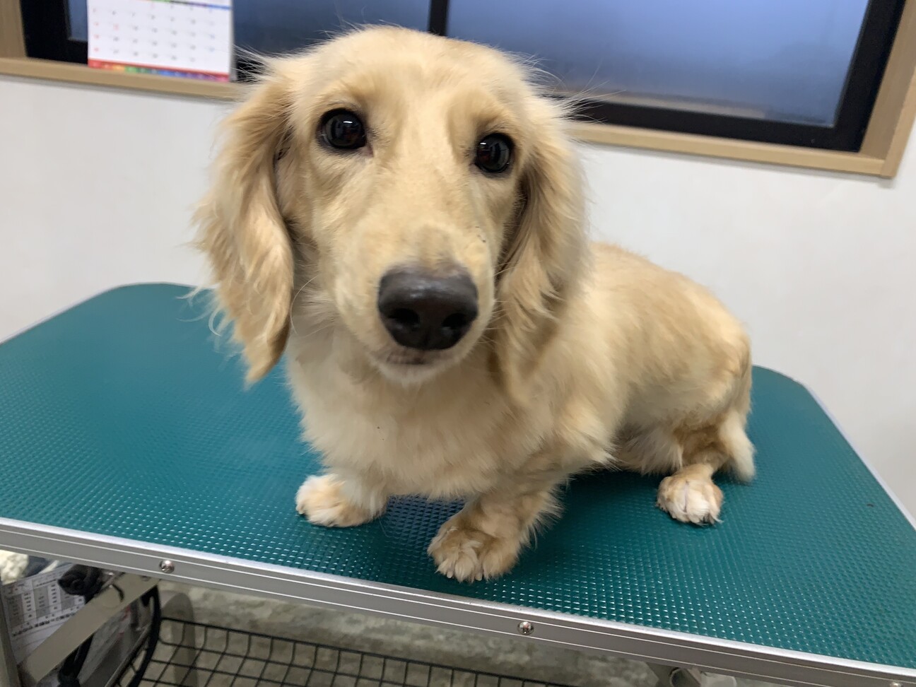 シジミちゃん！ダックスの」佐賀県 - 犬の里親募集(508749