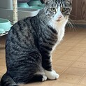 大きい体で甘えんぼの宮くん♂