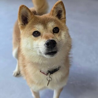 人懐っこい柴犬　おせちちゃん
