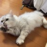 の写真