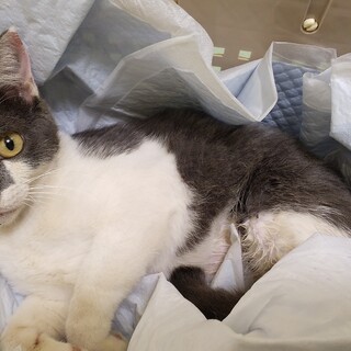 里親さま決定しました