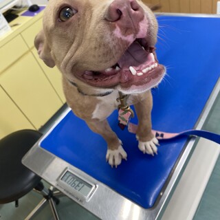 甘えたさんの陽気な女の子