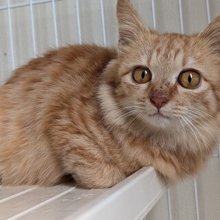 募集一時停止　超ゴロスリのお膝猫☆彡