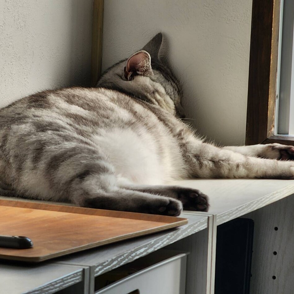 銀のカバー写真