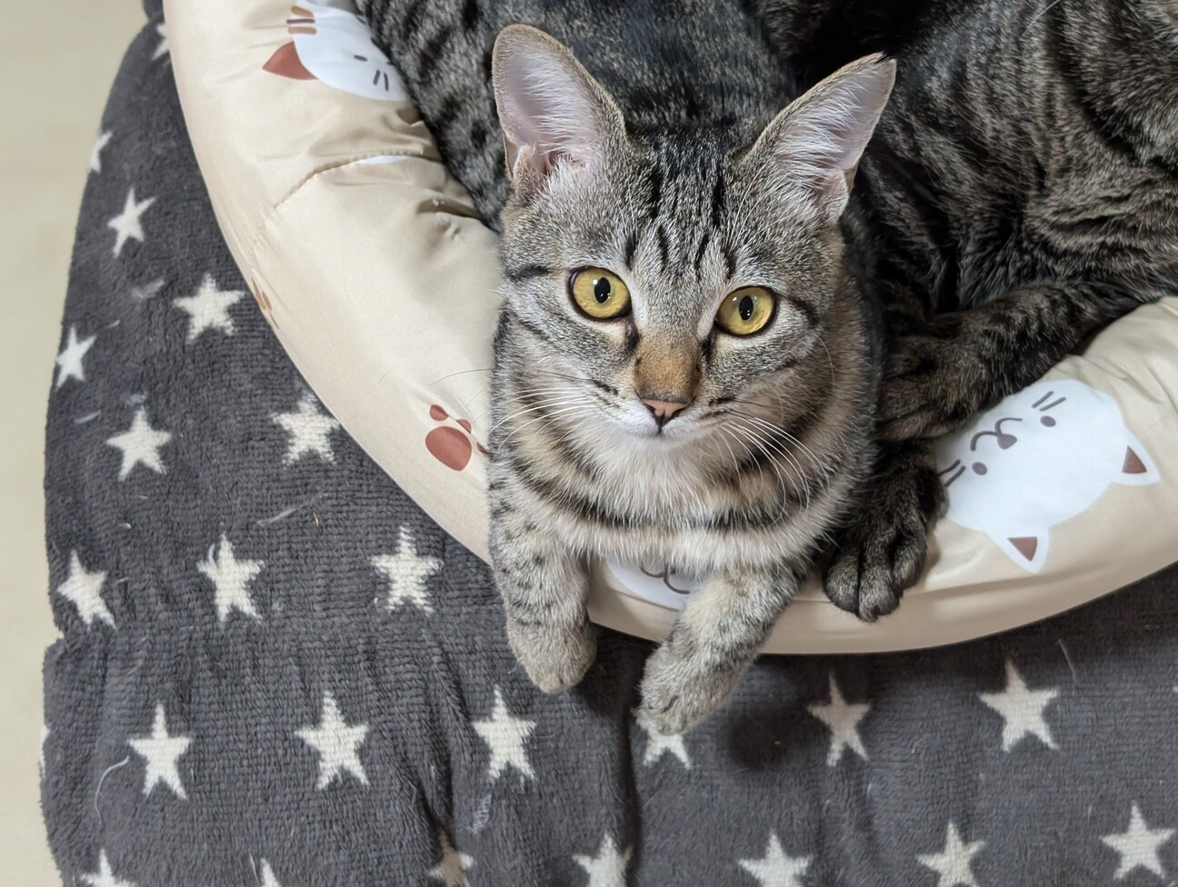 キジちゃん 26点 おまとめ 11日更新 見つめられたらドキュン♡美人なキジトラ小鈴ちゃん - ぽちとたま