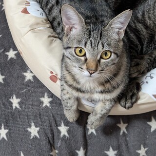 人馴れ勉強中のキジ猫ちゃん