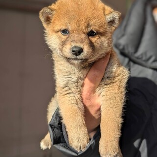 天真爛漫な柴犬チョロギくん