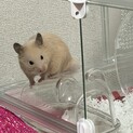 ハムスター里親募集