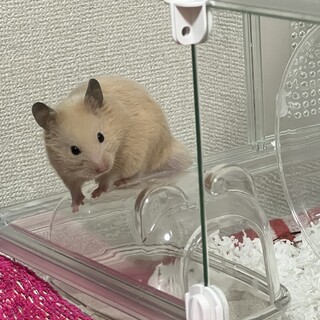 ハムスター里親募集