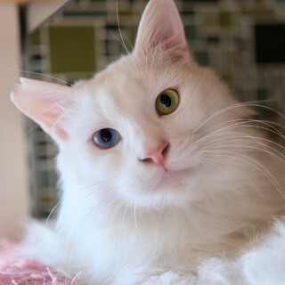 ぱるふぇ♡家族ができました