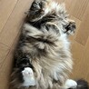 えだまめっっめ