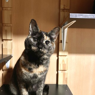 キュートなおめめの錆猫ちゃんの里親募集中！