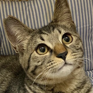 とっても可愛い♡キジ猫のトム君！