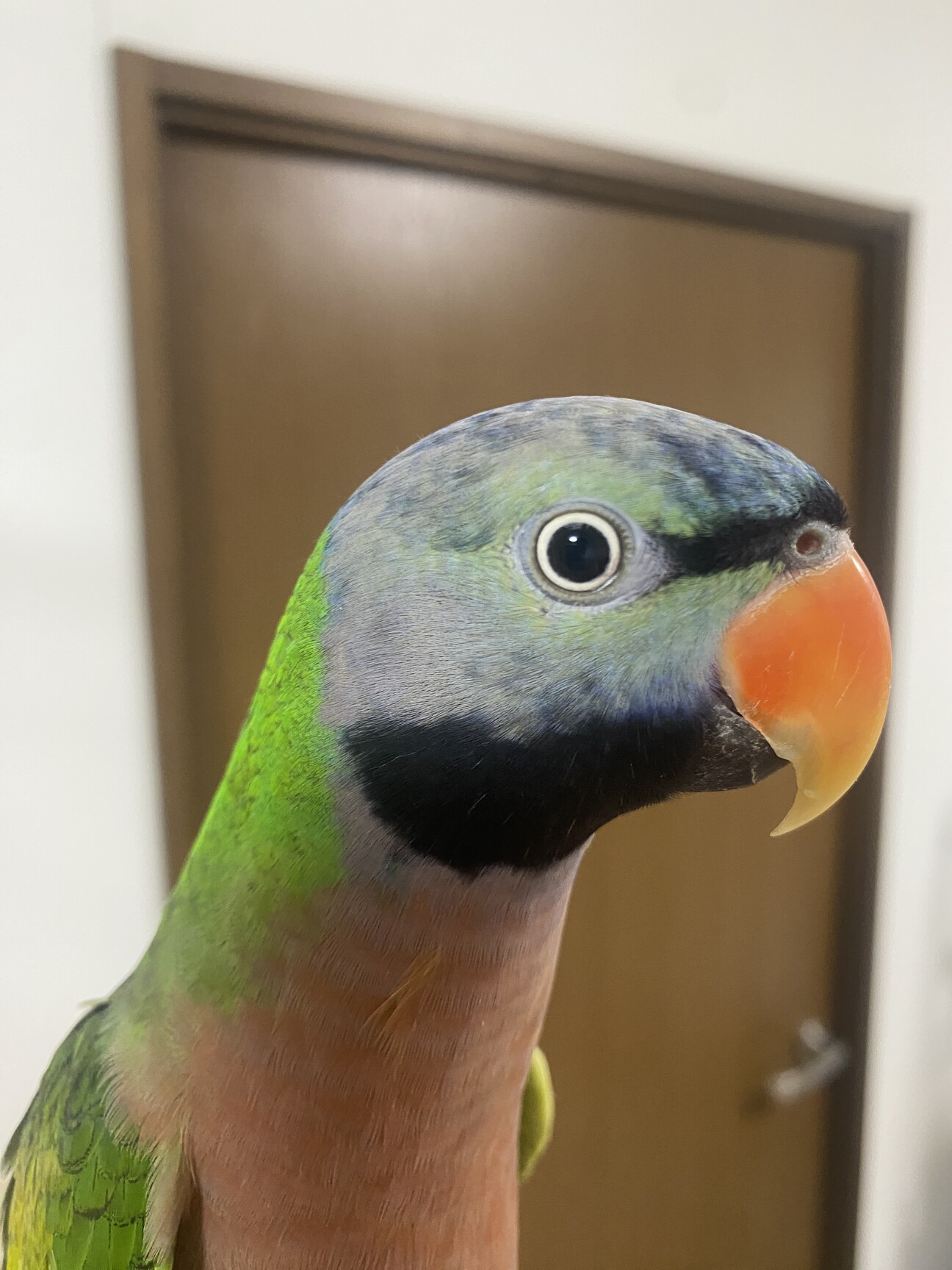 肩乗りダルマインコ（男の」兵庫県 - 鳥の里親募集(508769