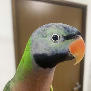 肩乗りダルマインコ（男の子）の里親さん