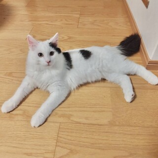 ふわふわ長毛◎元気なキジ白くん♂