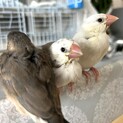 文鳥ヒナ６羽 １２月産まれ
