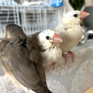 文鳥ヒナ６羽 １２月産まれ