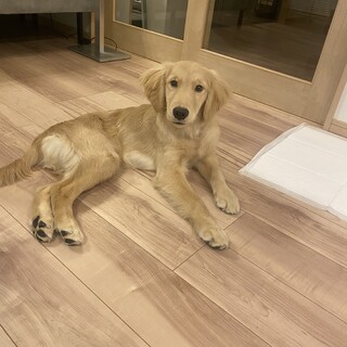 人懐こく性格も抜群♪