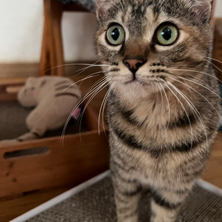 生後9ヶ月程キジトラ猫♀の里親募集中！
