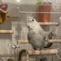 オカメインコ　多分女の子　