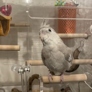 オカメインコ　多分女の子　