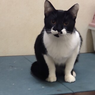 白黒のときくん。ビビりですがよく遊び健康です！