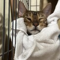甘えん坊猫ちゃん