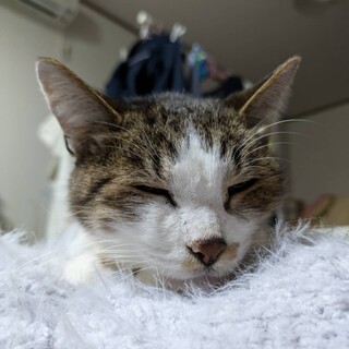 【里親決定】ありがとうございました！