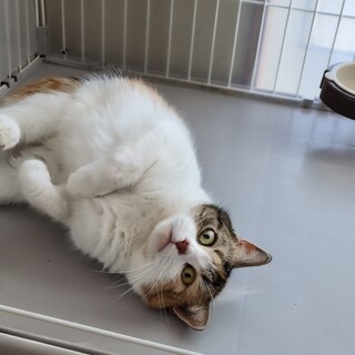 スコティッシュフォールド　キャリコ女の子