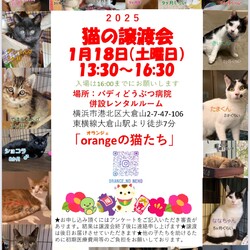 orangeの猫たちの譲渡会in大倉山