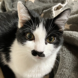 募集停止おっとりしておとなしいイケニャン⭐️怜央