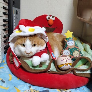 人が大好き♡茶白猫のデッカちゃん