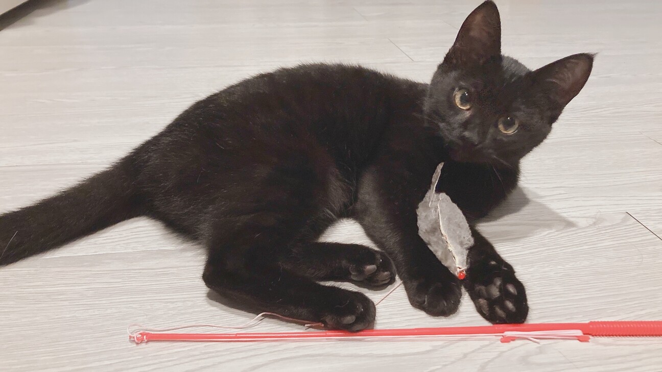 推定5ヶ月の人懐っこい黒猫です」宮城県 - 猫の里親募集(508783 推定5ヶ月の人懐っこい黒猫です」宮城県 - 猫の里親募集(508783