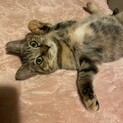 うさしっぽの甘えん坊