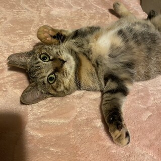 うさしっぽの甘えん坊